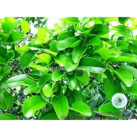 Mua 15h Hạt Giống Sương Sâm Ta (A2.502| C25*V65)