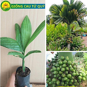 Cây giống cau lùn tứ quý Siêu quả, Cây cau cho quả bốn mùa đặc biệt chín tập trung vào dịp Tết Âm lịch