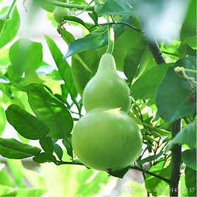 Mua Hạt Giống Bầu Hồ Lô 242AQ (5 hạt)
