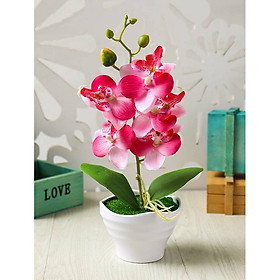 Mua Chậu cây hoa giả vân nổi miệng loe lượn sóng hoa lan hồ điệp
