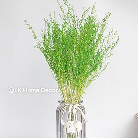 Mua Hoa sao khô phong cách Bắc Âu cắm hoa trang trí  làm handmade  phụ kiện chụp ảnh sản phẩm
