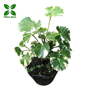 Mua Cây Đinh Lăng Cẩm Thạch Lá Tròn Polyscias Balfouriana Cao Khoảng 30cm– Cây Cảnh Nội Thất Trang Trí Nhà Cửa