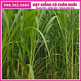 2kg hạt giống cỏ voi lai