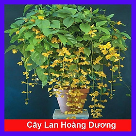 Lan Hoàng Dương Chuỗi ngọc hoa vàng