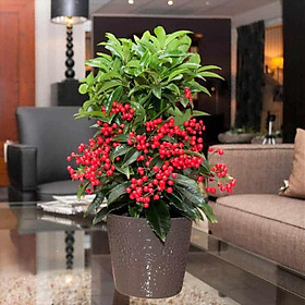 Mua Cây kim ngân lượng cao 60-70cm đang hoa và quả (ảnh thật số 2)