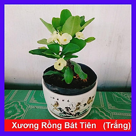 Hình ảnh Xương Rồng Bát Tiên (Trắng) - cây cảnh để bàn + tặng phân bón cho cây