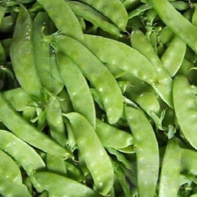 Mua Hạt giống đậu hà lan (trồng lấy trái) Rado  đóng gói 20gr
