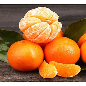 Quýt nhỏ