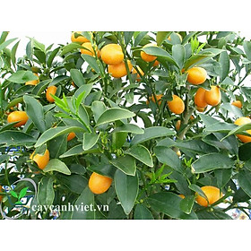 Mua Cây tắc ngọt siêu trái cây đẹp chuẩn giống
