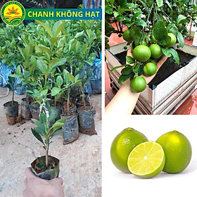 Mua Cây giống chanh tứ quý đang quả  giống chanh lùn nhiều quả mọng nước và rất thơm  cây giống chuẩn khỏe ít sâu hại