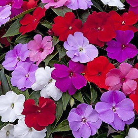 Mua 50H - HẠT GIỐNG HOA NGỌC THẢO (MAI ĐỊA THẢO)