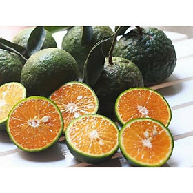 GIỐNG CAM SÀNH GHÉP CHO QUẢ SAU 1 NĂM