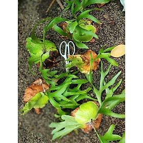 Mua Tổ rồng coronaria mini. Hàng mới bóc rừng
