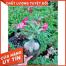 Cây sứ ra hoa củ bự to dáng đẹp