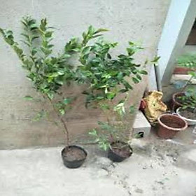 Mua Cây giống việt quất. Cây giống nhỏ  quả có giá trị dinh dưỡng cao