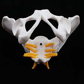 Small Size Human Female Pelvic Skeleton Anatomical Model, 13 x 10 x 9 cm