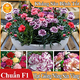 Hạt giống Hoa Cẩm Chướng Kép Mix Màu ( Gói 100 hạt ) - Nông Sản Vàng