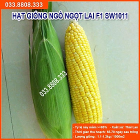 Hạt Giống Ngô Ngọt Việt Thái SW1011 ( Gói 100gram) -Bắp Ngô Siêu Năng Suất