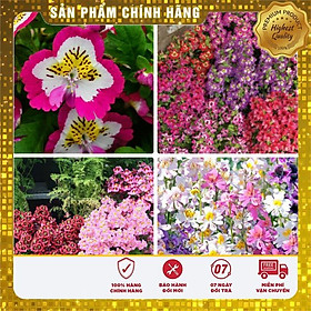 Hạt giống hoa bướm cali nhiều màu dễ trồng chậu gói 50 hạt