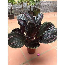 Mua Cây đuôi công tím