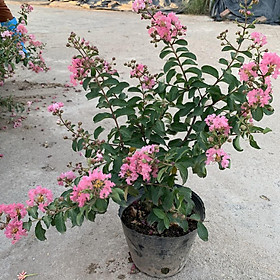 Cây hoa tường vi hồng cao 30-40cm, cây cực kì sai hoa và nụ, thích hợp trồng trang trí sân vườn và gia đình 981SP 681sp