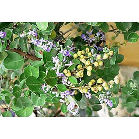 Hạt Màn Kinh Tử Khô kg