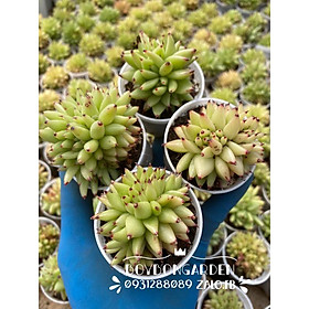 Cây sen đá đế vương cam vàng crest size chậu 5.5cm_cây mini giống mới