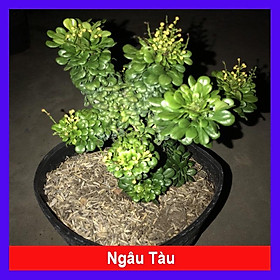 Cây Ngâu Tàu bonsai - cây bonsai + tặng phân bón cho cây