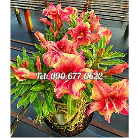 Mua Hạt giống hoa sứ Taiwan ghép cánh to màu vàng đỏ - Bịch 10 hạt – Mã số 1240