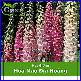 Mua Hạt Giống Hoa Mao Địa Hoàng Nhiều Màu (100H)