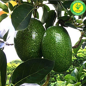 Cây Giống Bơ Tứ Quý Cho Trái Siêu Sớm Bầu To Cây Khỏe