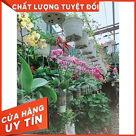 LAN HỒ ĐIỆP Nhiều Người Mua