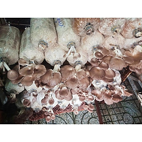 Mua 5 Phôi Nấm Bào Ngư Xám - Tặng Kèm Nắp & Hướng Dẫn Trồng Nấm