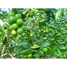 Cây Chanh Đào siêu sớm