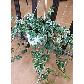 Cây Thường Xuân Chậu Treo
