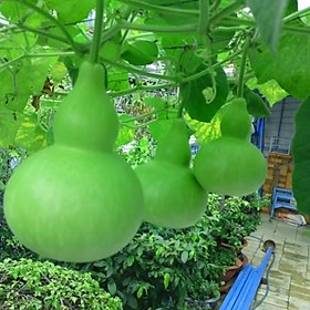 Mua Hạt Giống BẦU HỒ LÔ sai quả  qua to đẹp