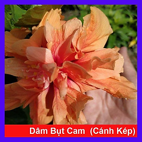 Cây Hoa Dâm Bụt cánh kép  - cây cảnh trong nhà + tặng phân bón cho cây mau lớn