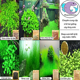Mua Hạt giống thủy sinh gói 10g- Trân châu lá ngọc Cỏ Ngưu mao chiên..... ( tổng hợp các loại )