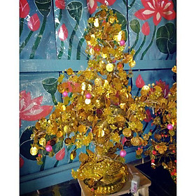 Mua Cây tài lộc lá chữ Phước cao 80cm dáng bonsai