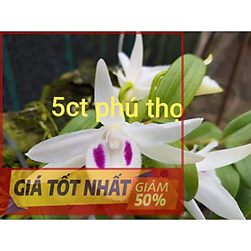 1 CHẬU CÂY GIỐNG HOA LAN 5CT PHÚ THỌ CẤY MÔ SIÊU ĐẸP cam kết chất lượng UY TÍN CHẤT LƯỢNG