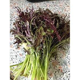 Mua Hạt Giống Rau Mù Tạt Đỏ 10gram