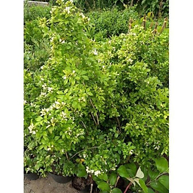 Mua Cây Nguyệt quế hoa rất thơm   cây đẹp  giống chuẩn