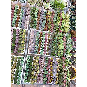 Combo 10 cây giống Sen Đá mix đủ 10 loại