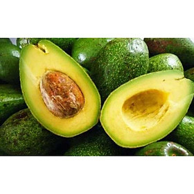 Mua cây bơ giống 034 ghép  cây giống F1 siêu quả phù hợp mọi điều kiện đất trồng và khí hậu việt nam