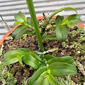 Hoa lan hoàng thảo đơn cam+ 700g phân thỏ hữu cơ