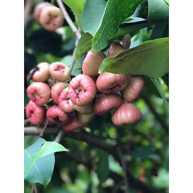 Mua CÂY GIỐNG ROI ĐÀO ĐÁ MIỀN TÂY ( siêu sớm)