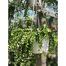 Cây lan tim mẫu mới