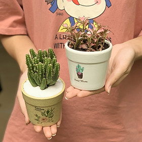 Bộ 2 Cây Mini - 9x9x15 Cm - Chậu Dáng Trôn Ốc - Gốm Sứ Bát Tràng - Cây Cẩm Nhung, Xương Rồng Thanh Sơn & Chậu Trồng Cây Gốm Sứ