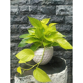 Cây trầu bà chậu