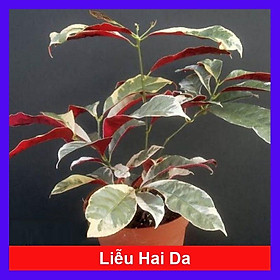 Cây Liễu 2 Da - cây cảnh để bàn + tặng phân bón cho cây